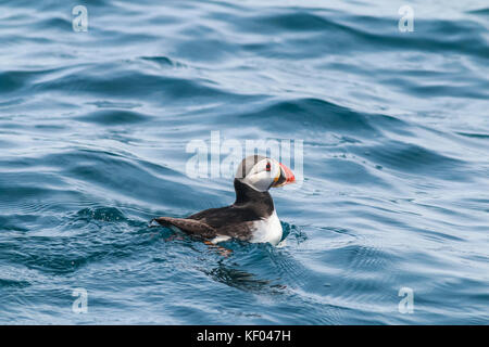 Atlantic puffin, sat on water, Mincarlo, Isles of Scilly, May Stock Photo