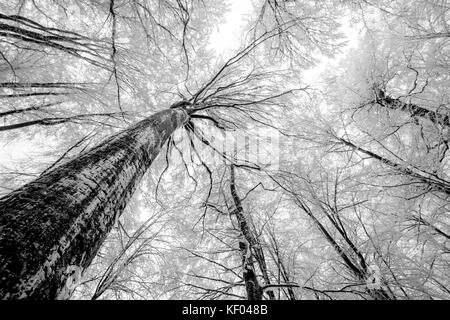 Looking up at winter tree canopy, Gloucestershire, UK Stock Photo - Alamy