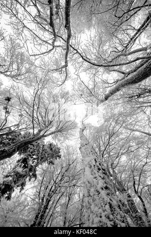 Looking up at a deciduous woodland canopy in winter, Plitvice Lakes National Park, Croatia, January 2017 Stock Photo