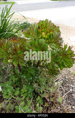 Aeonium arboreum Atropurpureum growing in the ground Stock Photo