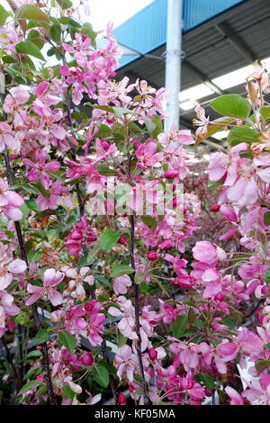 Crab Apple Malus Rejzam tree in full bloom Stock Photo