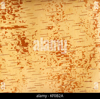 Underside of a birch bark Stock Photo