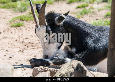 A black and white pygmy goat resting on a farm Stock Photo