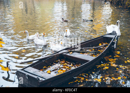 swan sweem in the lake in autumn day under tree with yellow leaves Stock Photo