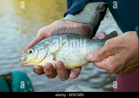 A closeup of a man holding a line caught freshwater bream on the banks of a river. Stock Photo