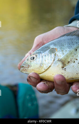 A close up portrait of a man holding a freshwater bream caught while fishing in a river system. Stock Photo