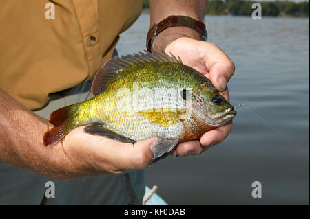 Fisherman holding bluegill fish in close-up, Lepomis macrochirus Stock Photo