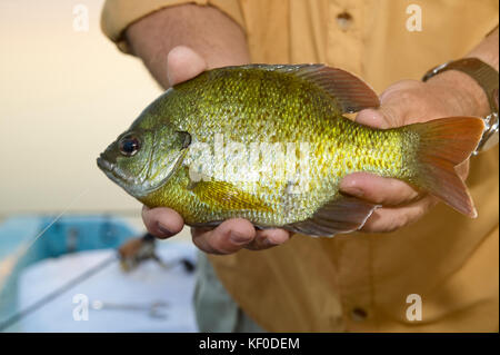 https://l450v.alamy.com/450v/kf0dem/a-close-up-of-a-fisherman-holding-an-alive-freshwater-bluegill-pan-kf0dem.jpg
