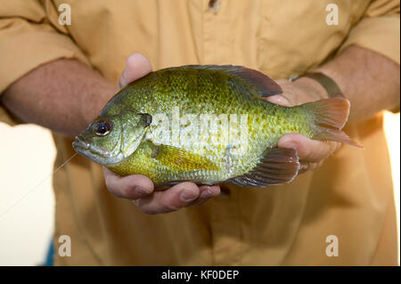 A close up of a fisherman holding a freshly caught, alive Bluegill pan fish in his hands. Stock Photo