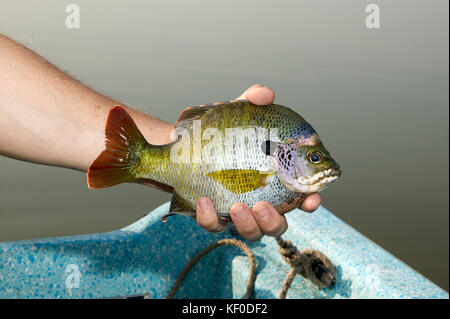 A close up of a fisherman holding a freshly caught, alive Bluegill pan fish in his hands beside a calm lake. Stock Photo
