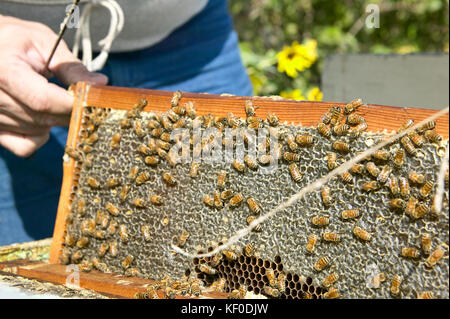 A close up of a bee farmer holding a panel of honeycomb covered with busy worker honey bees. Stock Photo