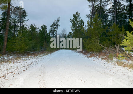 A snow covered winter road through a thick pine forest in Michigan. Stock Photo