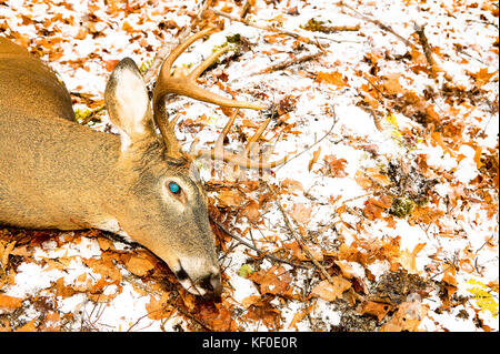 Dead white tailed deer stag carcass lying bleeding on the ground during a deer hunt in winter with light snow in a close up view of the head Stock Photo