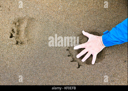 Man spreading his hand inside a bear footprint made in wet sand on the Kipchuk River Alaska to show the siz viewed from above Stock Photo