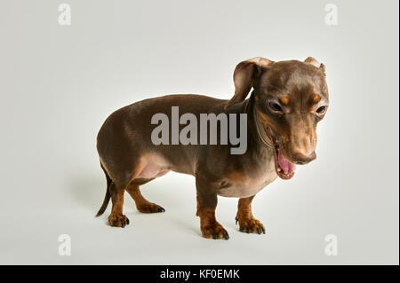 Portrait of yawning miniature dachshund against white background Stock Photo