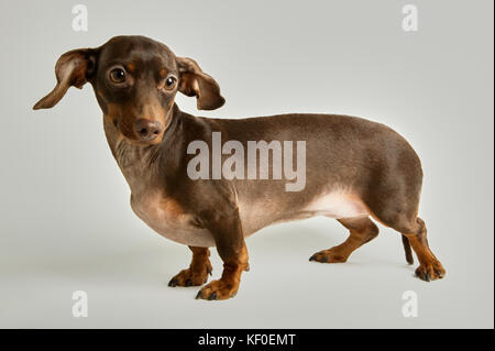 Portrait of nervous dachshund with raised ears against white background Stock Photo