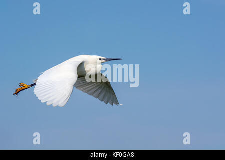 Little Egret in flight over Elmley nature reserve