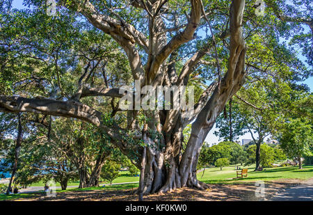 Australia, New South Wales, Sydney, majestic Moreton Bay fig (Ficus macrophylla) in the Royal Botanic Garden Stock Photo