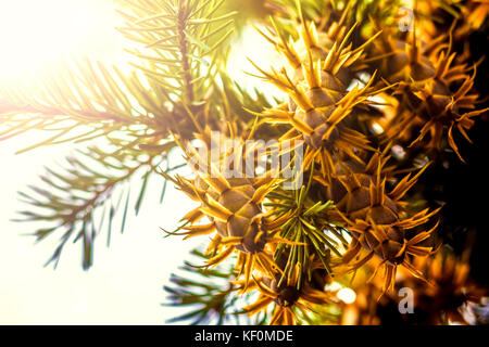 Natural Christmas Decoration in Green and White: Close-up douglas fir tree branch with cones isolated on white background Stock Photo