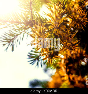 Natural Christmas Decoration in Green and White: Close-up douglas fir tree branch with cones isolated on white background Stock Photo