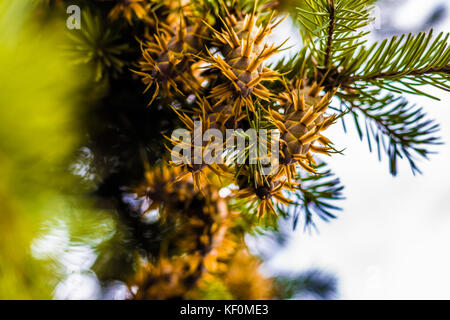 Natural Christmas Decoration in Green and White: Close-up douglas fir tree branch with cones isolated on white background Stock Photo