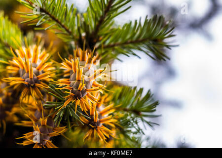 Natural Christmas Decoration in Green and White: Close-up douglas fir tree branch with cones isolated on white background Stock Photo