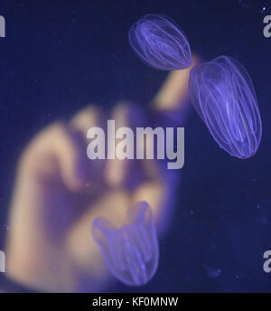 New ctenophore jellyfish arrive at the SEA LIFE London Aquarium. Stock Photo