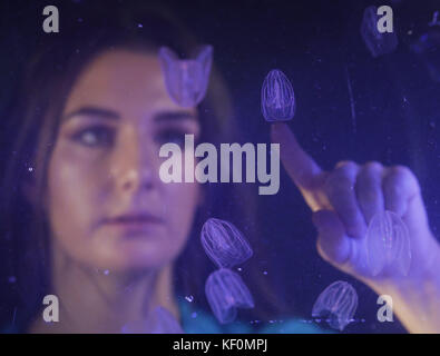 New ctenophore jellyfish arrive at the SEA LIFE London Aquarium. Stock Photo