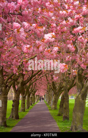 Cherry trees on the Meadows in Edinburgh Stock Photo