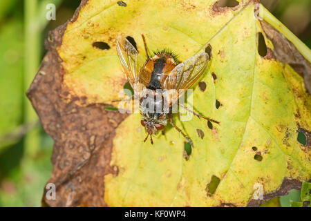Tachinid Parasitic Fly  (Tachina fera) Stock Photo