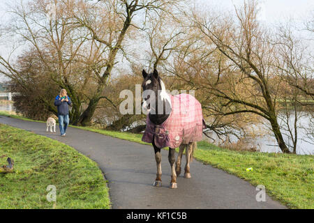 A horse obstructs the path as a woman walks her dog near the river Towy in Carmarthen Stock Photo