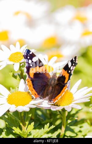 Vertical photo of admiral butterfly with nice wings with dark black, orange and white color and hairy body. Insect is perched on white daisy bloom wit Stock Photo