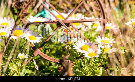 Horizontal photo of garden where are lot of white ox-eye daisy flowers with yellow centers in front of steel sun clocks covered by rust. On one bloom  Stock Photo