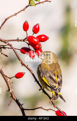 Vertical photo of single male european greenfinch songbird. Bird with green, yellow and grey feathers sits on twig of rose hip with few fruits and tho Stock Photo