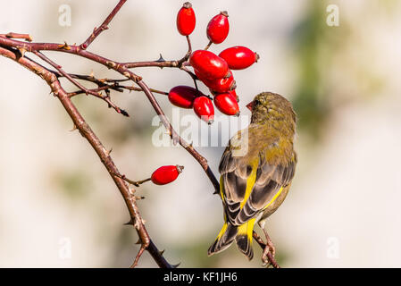 Horizontal photo of single male european greenfinch songbird. Bird with green, yellow and grey feathers sits on twig of rose hip with few fruits and t Stock Photo