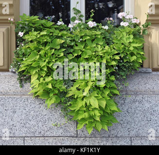 The window of the old granite house is decorated with blooming geranium and green ivy. Autumn day outdoor closeup shot Stock Photo