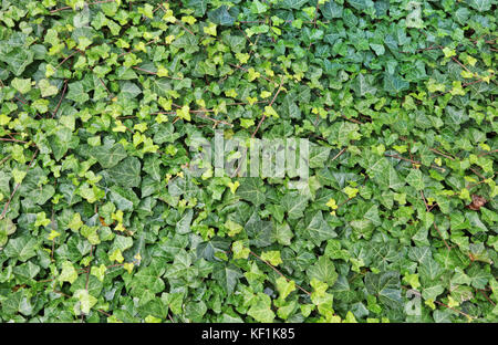 A wild ivy wading through the earth background. Stock Photo