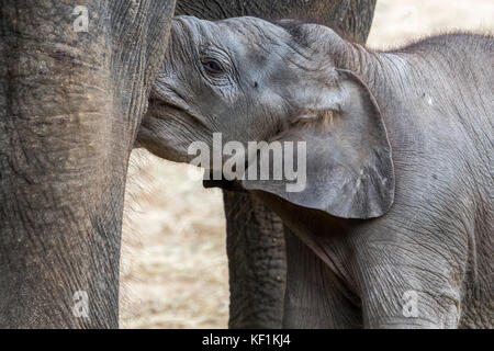 Asian elephant / Asiatic elephant (Elephas maximus) female / cow nursing cute three week old calf