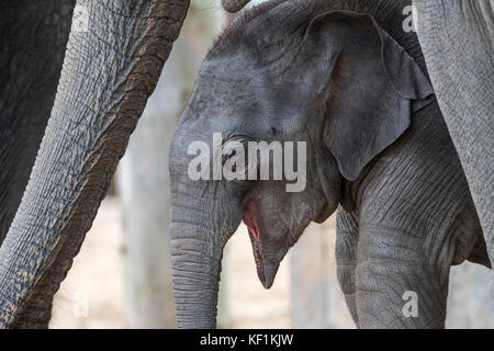Close up of cute three week old calf in herd of Asian elephants / Asiatic elephant (Elephas maximus) Stock Photo
