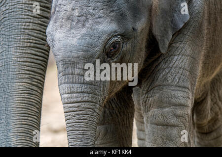 Close up of cute three week old calf in herd of Asian elephants / Asiatic elephant (Elephas maximus)