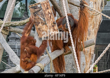 Sumatran orangutan / orang-utan (Pongo abelii) male and female with baby eating nuts from feeding device in zoo / zoological garden Stock Photo