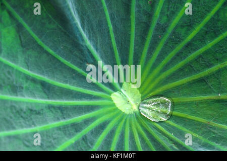 Rain drops on lotus leaf Stock Photo