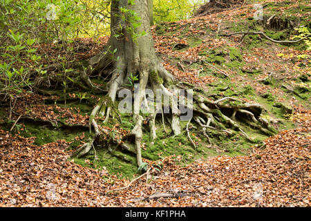 Close up on tree roots clinging to an earth bank, in a scatter of fallen Autumn leaves, Glen Howe park, Wharncliffe Side, Sheffield, UK Stock Photo
