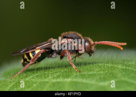 Cuckoo Bee resting on leaf. Tipperary, Ireland Stock Photo