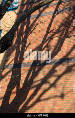 Shadows of branches on brick wall Stock Photo
