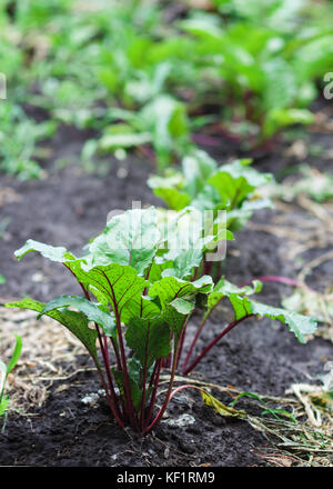 Fresh beetroot and spinach plants  on a vegetable garden ground. Stock Photo