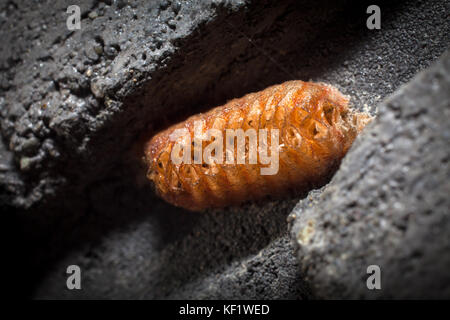 Praying Mantis egg case. Stock Photo