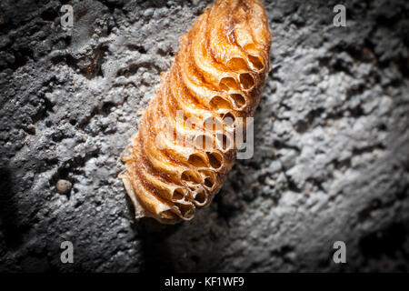 Praying Mantis egg case. Stock Photo