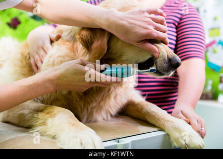 Big dog getting dental care by woman at dog parlor Stock Photo