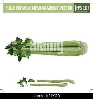 Celery on white background. Vector illustration Stock Vector
